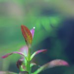 植栽から16日目　赤味が増す　アルアナの夕焼け